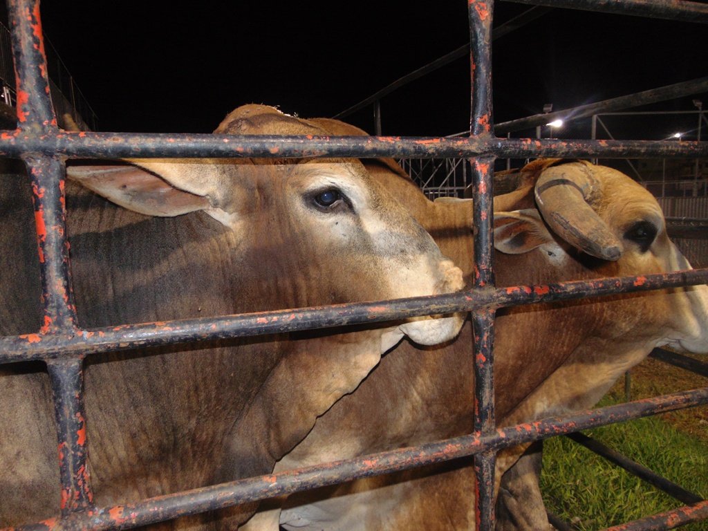 Feira Itinerante dos Produtores e Artesãos Rurais (8)